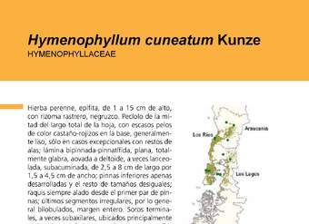 Hymenophyllum cuneatum