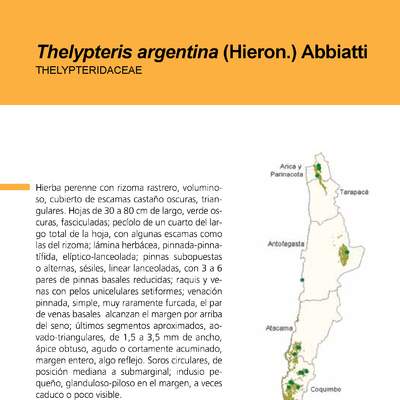 Thelypteris argentina