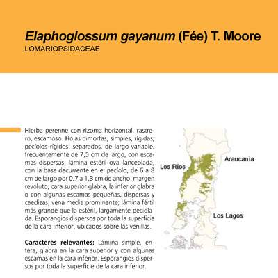 Elaphoglossum gayanum
