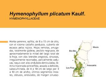 Hymenophyllum plicatum