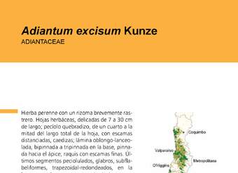 Adiantum excisum