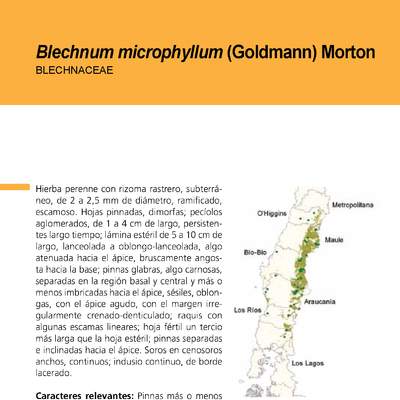 Blechnum microphyllum