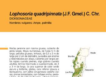 Lophosoria quadripinnata