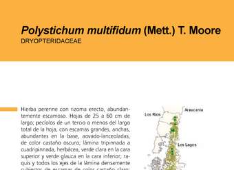 Polystichum multifidum