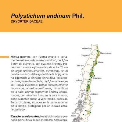 Polystichum andinum