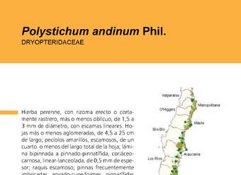 Polystichum andinum