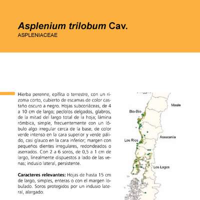 Asplenium trilobum