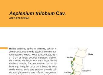 Asplenium trilobum