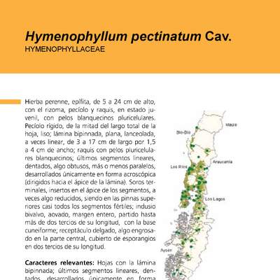 Hymenophyllum pectinatum