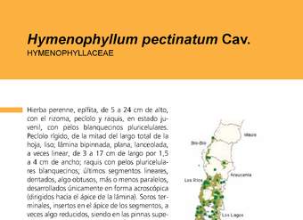 Hymenophyllum pectinatum