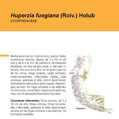 Huperzia fuegiana