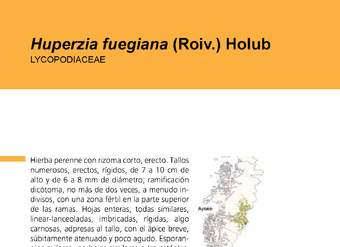 Huperzia fuegiana