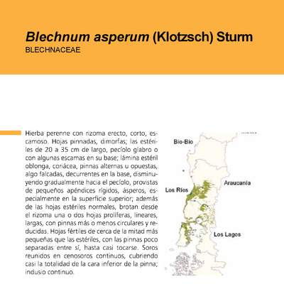 Blechnum asperum