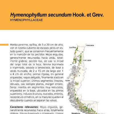 Hymenophyllum secundum
