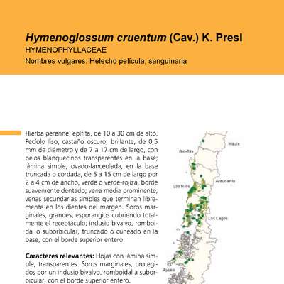 Hymenoglossum cruentum