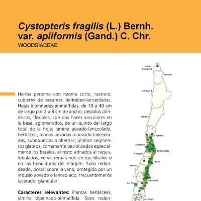 Cystopteris fragilis