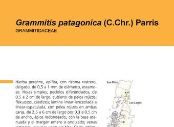 Grammitis patagonica