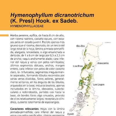 Hymenophyllum dicranotrichum