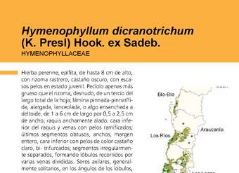 Hymenophyllum dicranotrichum