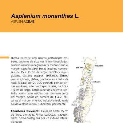 Asplenium monanthes