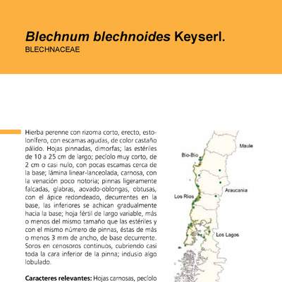 Blechnum blechnoides