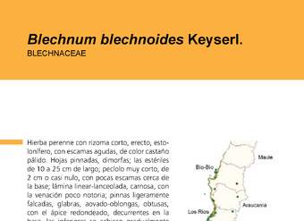 Blechnum blechnoides