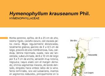 Hymenophyllum krauseanum