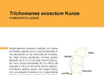 Trichomanes exsectum