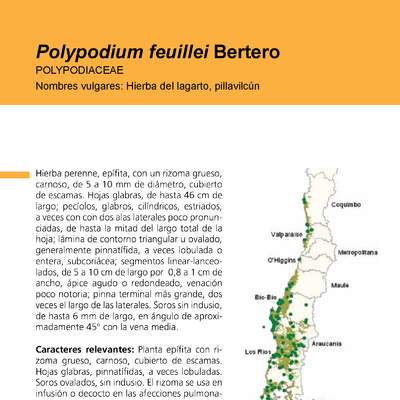 Polypodium feuillei