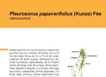 Pleurosorus papaverifolius