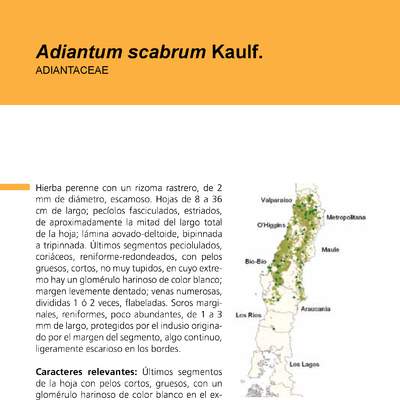 Adiantum scabrum