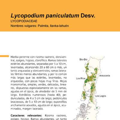 Lycopodium paniculatum