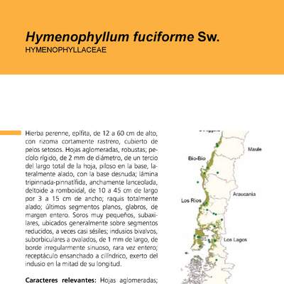 Hymenophyllum fuciforme