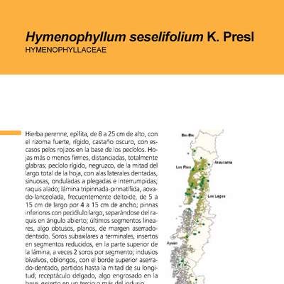 Hymenophyllum seselifolium