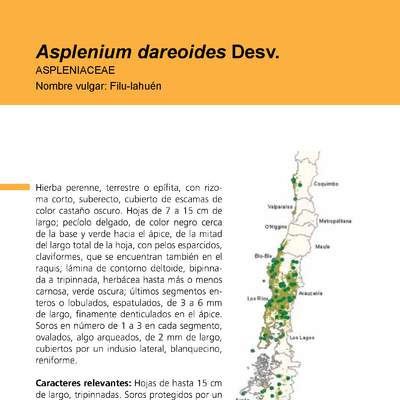 Asplenium dareoides