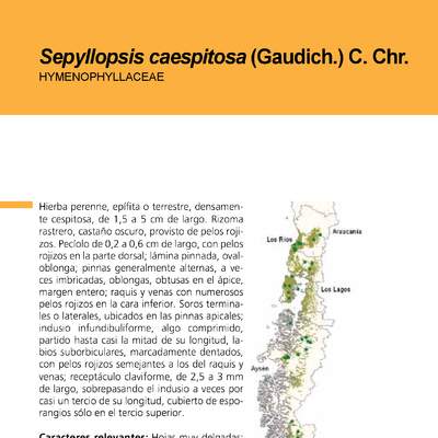 Sepyllopsis caespitosa