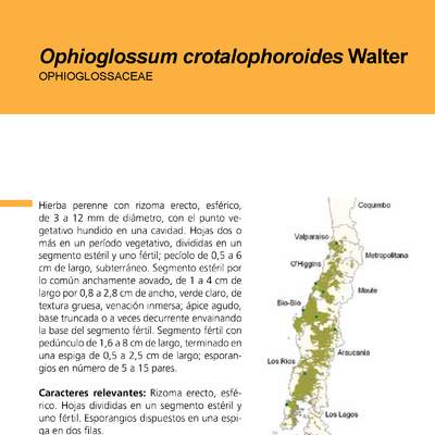 Ophioglossum crotalophoroides