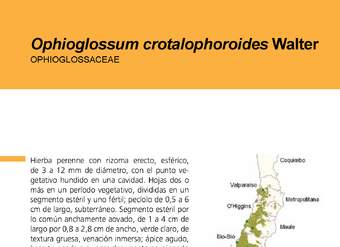 Ophioglossum crotalophoroides