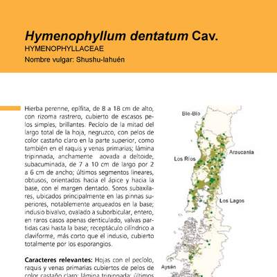 Hymenophyllum dentatum