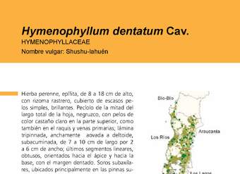 Hymenophyllum dentatum