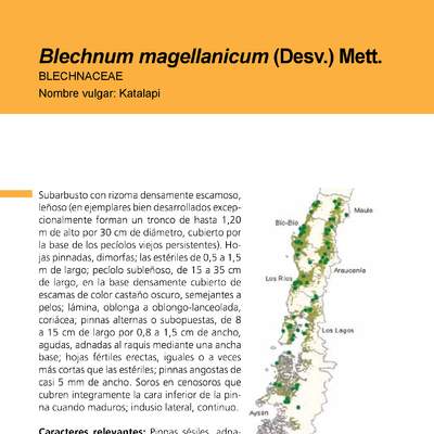Blechnum magellanicum