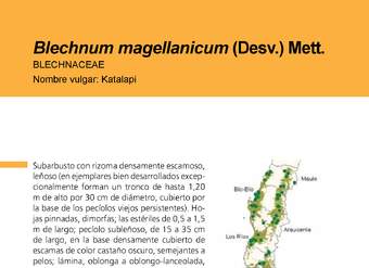 Blechnum magellanicum