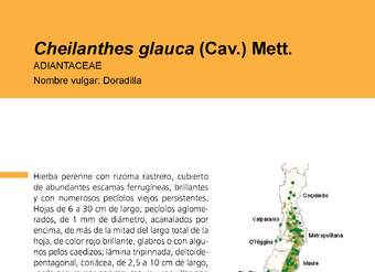 Cheilanthes glauca