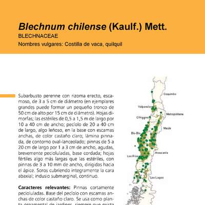 Blechnum chilense