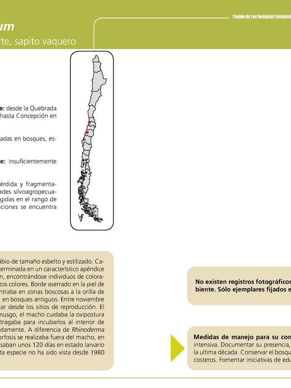 Rhinoderma rufum