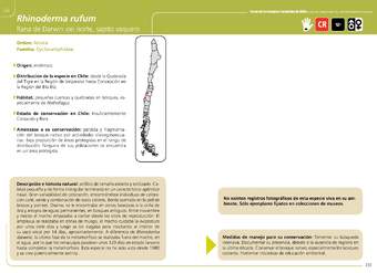 Rhinoderma rufum