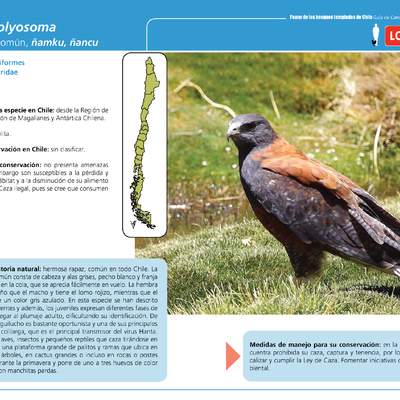 Buteo polyosoma