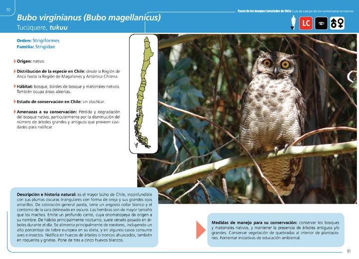 Bubo virginianus (Bubo magellanicus)