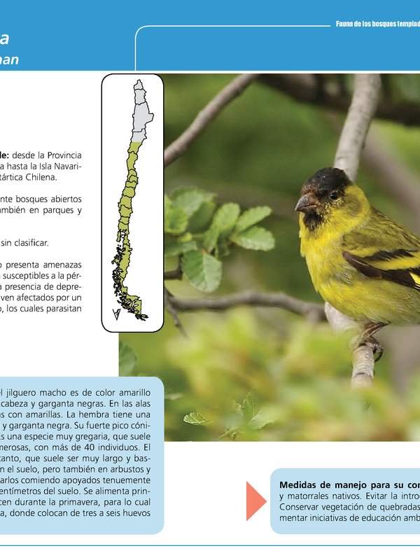 Carduelis barbata