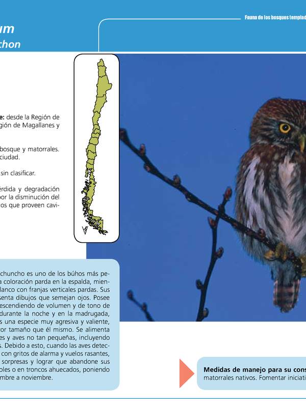 Glaucidium nanum